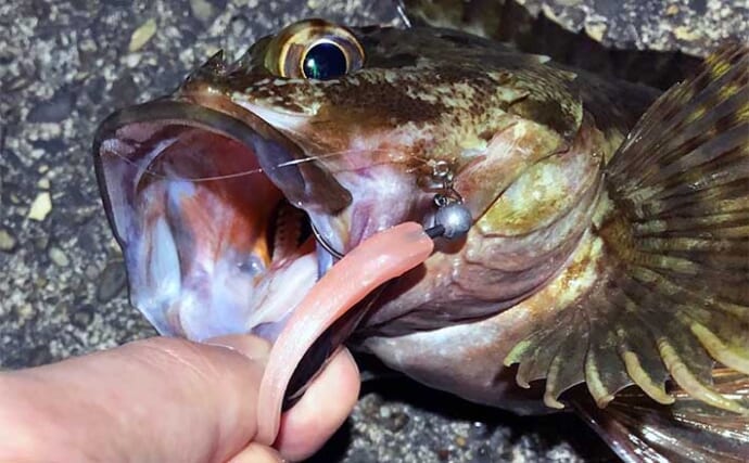 夏に楽しむルアーカサゴ釣りのススメ【昼と夜それぞれの釣り方を解説】