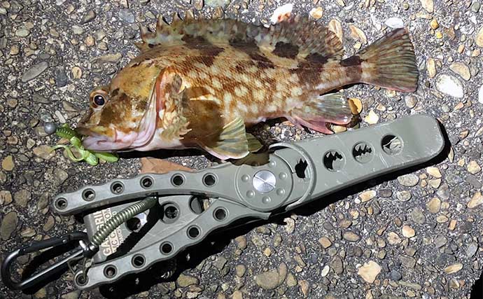 夏に楽しむルアーカサゴ釣りのススメ【昼と夜それぞれの釣り方を解説】