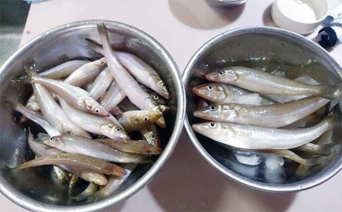 飯岡の船キス釣りで本命47匹【千葉・隆正丸】天秤仕掛けに小さめの針が的中