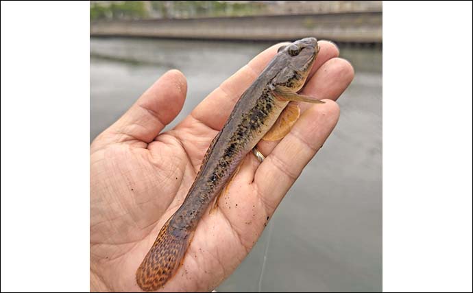 境川でのハゼ釣りで10cm超の良型混じりで53尾【千葉・浦安】3時間で手中