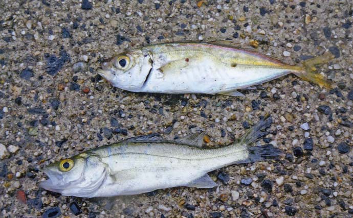 桟橋でのサビキ釣りでアジにカマスなど6目釣果達成【三重・白子漁港】