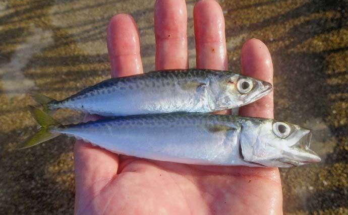 サビキ釣りでアジ・サバ・カマスの数釣り堪能【三重・白子漁港釣り桟橋】