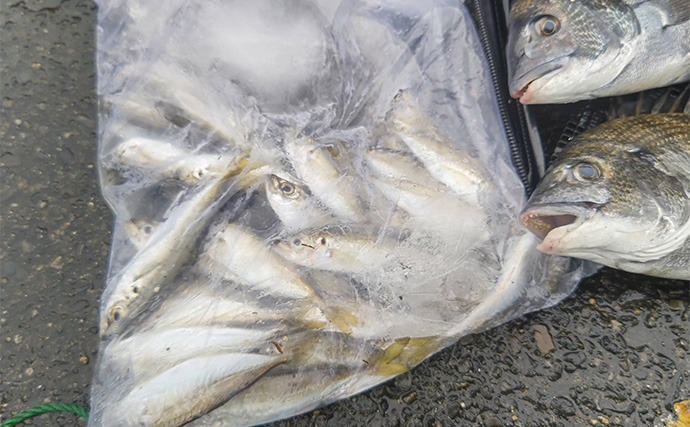 フカセ釣りでクロダイ5枚キャッチ【静岡・清水港】二枚潮攻略が釣果アップの肝