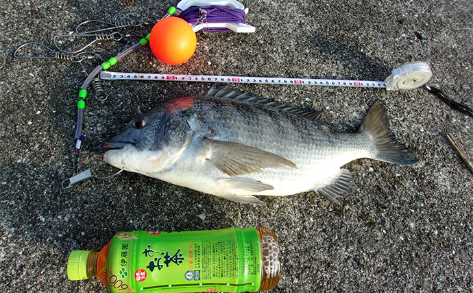 武庫川一文字の落とし込み釣りで良型チヌ3尾【兵庫】釣魚は「フィッシュシェアリング」で寄付