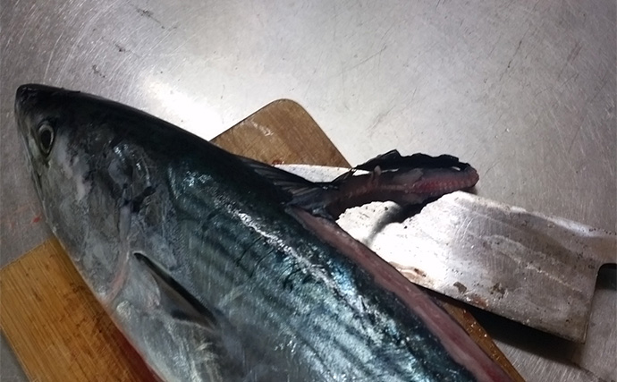 釣った魚で作る「寿司」レシピ：ハガツオのネギトロ風　マヨネーズが決め手