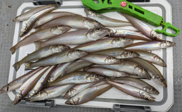 三河湾ボートキス釣りで船中140〜160匹の好釣果　20cmの良型サイズ混じりで笑顔