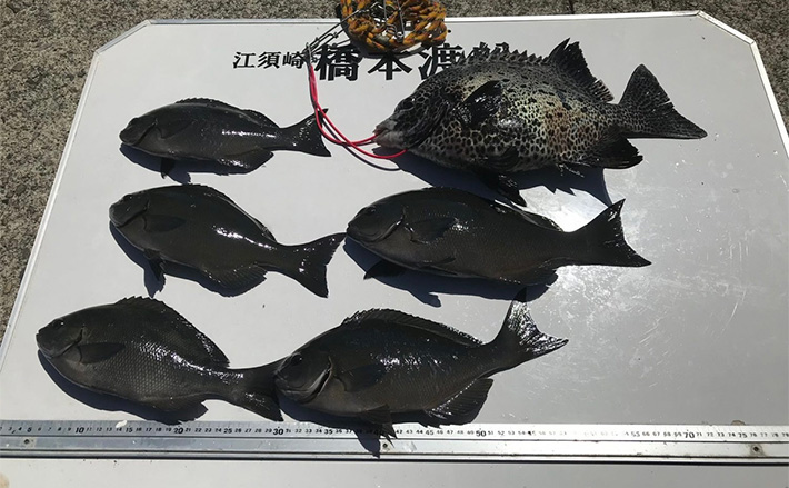 沖磯フカセ釣りで尾長グレ20尾超え【和歌山・江須崎】まきエサワークで