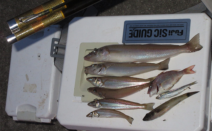 レトロタックルで臨む投げキス釣行【和歌山】シーズンやポイント選び