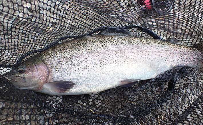 a11b4bb3ba448d1fa402ac3dc62cc9