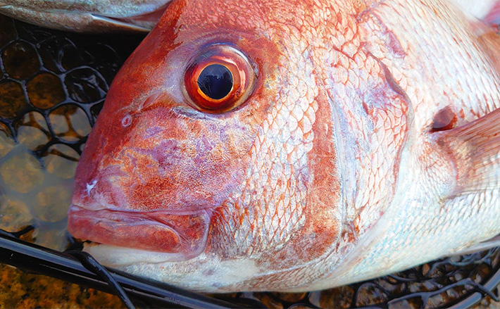 夏はキャスティングタイラバが効果的】 理由と具体的な釣り方を解説 | TSURINEWS