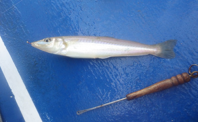 飯岡の船キス釣りで本命47匹【千葉・隆正丸】天秤仕掛けに小さめの針が的中