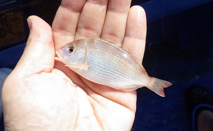 飯岡の船キス釣りで本命47匹【千葉・隆正丸】天秤仕掛けに小さめの針が的中