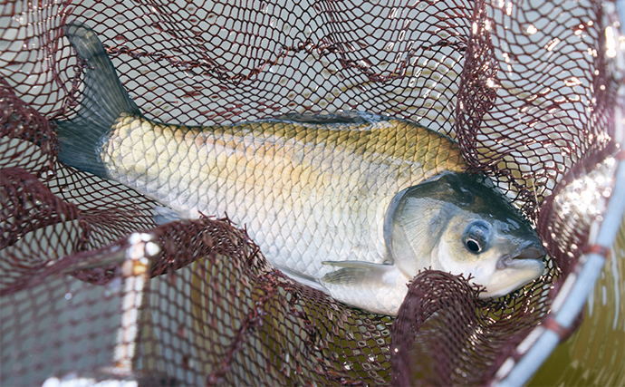 管理池で夏のヘラブナ釣りを満喫【愛知・ひだ池】子供も本命ゲットに笑顔