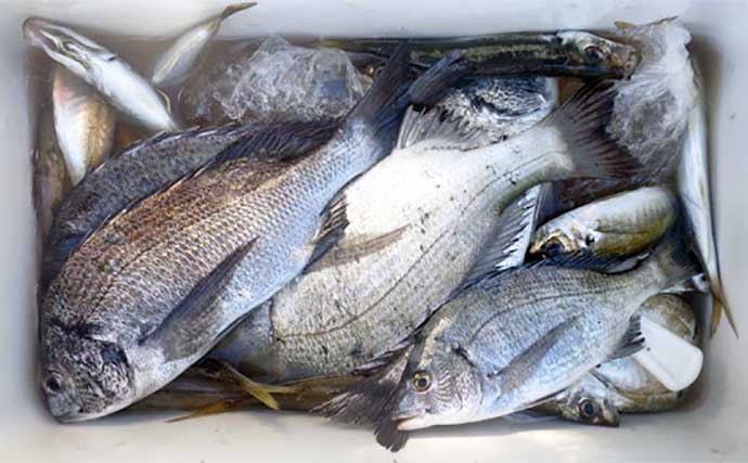 【釣果速報】イカダでのカカリ釣りでクロダイとアジで好土産に（三重）