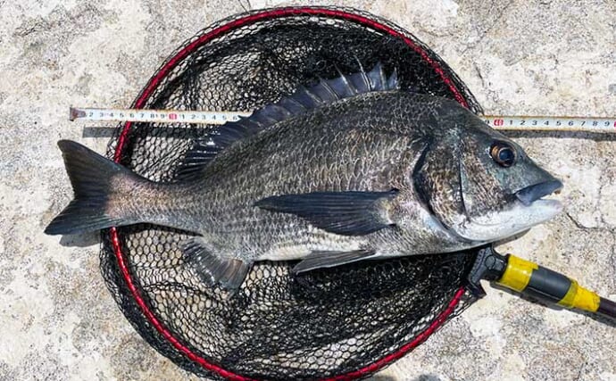 養老川での前打ち釣りで45cmクロダイ手中【千葉】カニエサにヒット