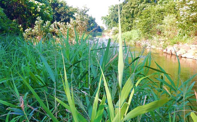 猛暑の中のパンコイ釣行で本命7尾と爆釣【埼玉・荒川】上流から攻めるが鉄則？