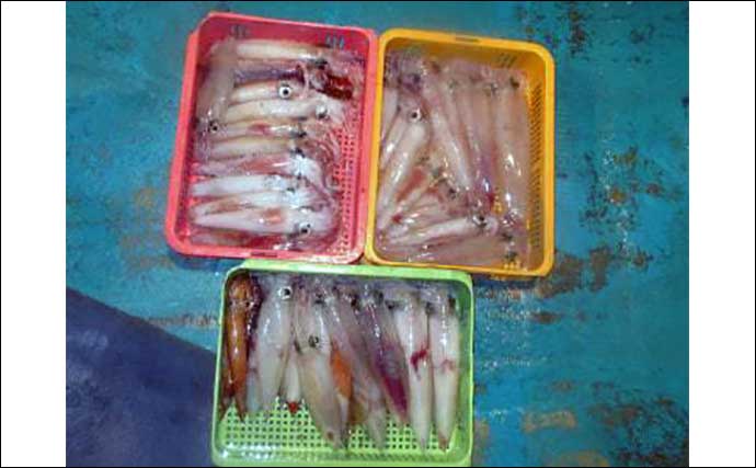 関西エリアの【船釣り特選釣果】日本海イカメタル釣行でシロイカ14匹