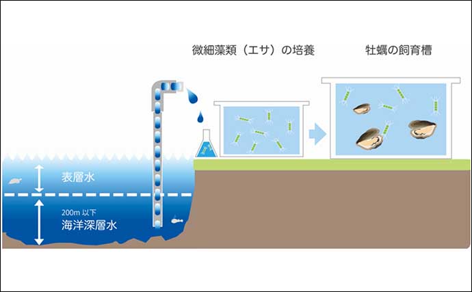 【世界初】完全陸上養殖の「あたらない牡蠣」が誕生　キモは海洋深層水