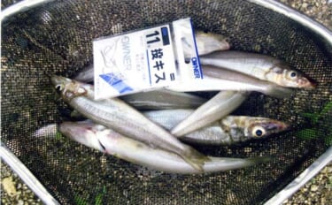 「日明海峡釣り公園」の投げキス釣りで21cm頭に8尾キャッチ【福岡】