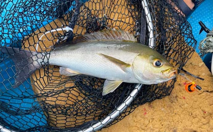 SLJ釣行でイサキ・青物・根魚【山口・じらまる】2023年のイサキはロングラン？