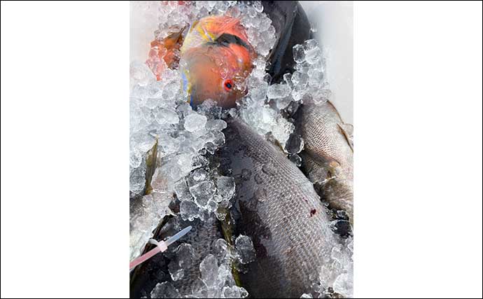 SLJ釣行でイサキ・青物・根魚【山口・じらまる】2023年のイサキはロングラン？