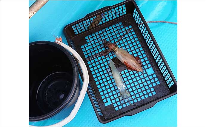 イカメタル釣行で白イカ（ケンサキ）80杯【鳥取】細かなカラーチェンジが有効