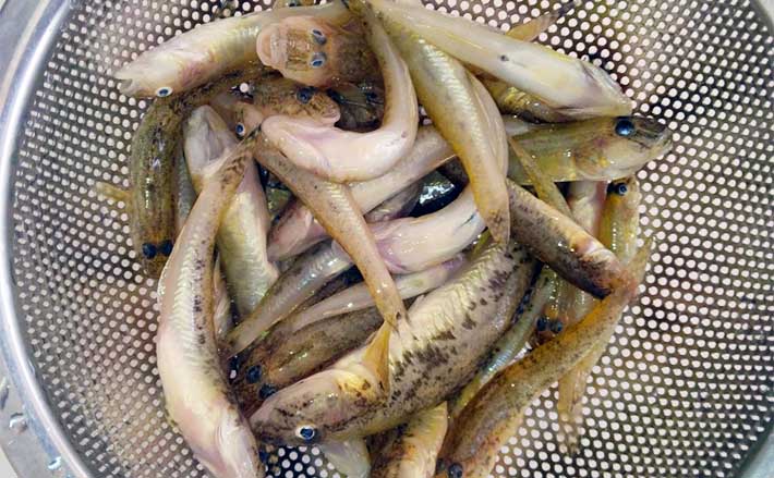 木曽川でのファミリーフィッシングでハゼにテナガエビ手中【愛知・立田