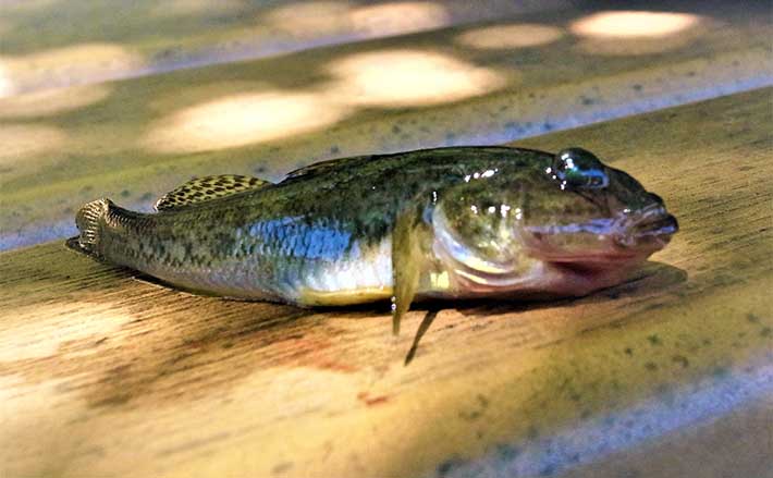 横十間川でのハゼ釣りで10cm頭に30尾超え【東京】今後のサイズ