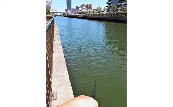 横十間川でのハゼ釣りで10cm頭に30尾超え【東京】今後のサイズアップに期待