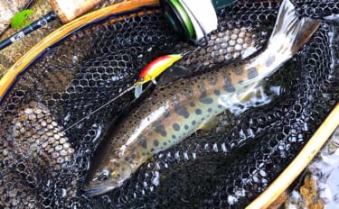 初夏の小渓流でのルアー釣りで27cmヤマメ【北海道】毛虫カラーが的中？