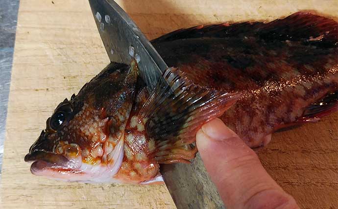 釣魚で作る「ズボラ＆時短」レシピ：アラカブのマリネ　タマネギがアクセントに