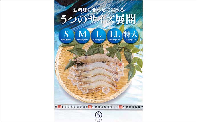海のない滋賀県で「バナメイエビ」を養殖　「おうみ海老」としてブランド化
