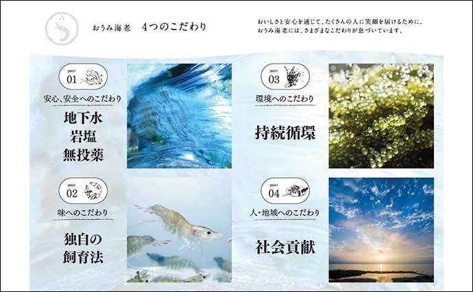 海のない滋賀県で「バナメイエビ」を養殖　「おうみ海老」としてブランド化