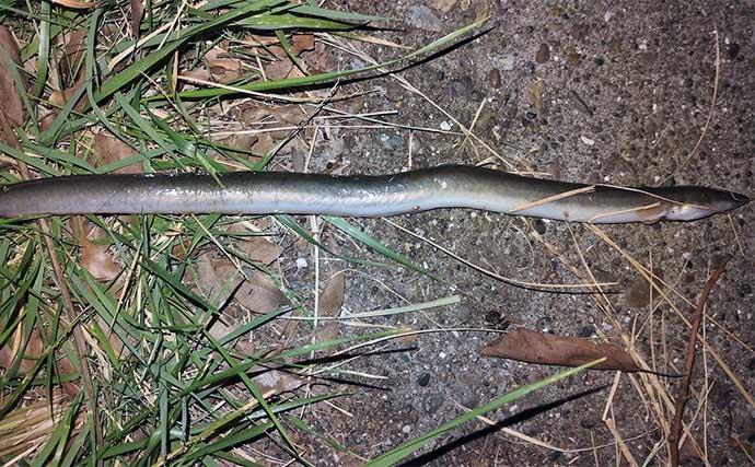 汚れた河川で釣れた魚は食べても大丈夫？ 釣り人にできることを考えてみた