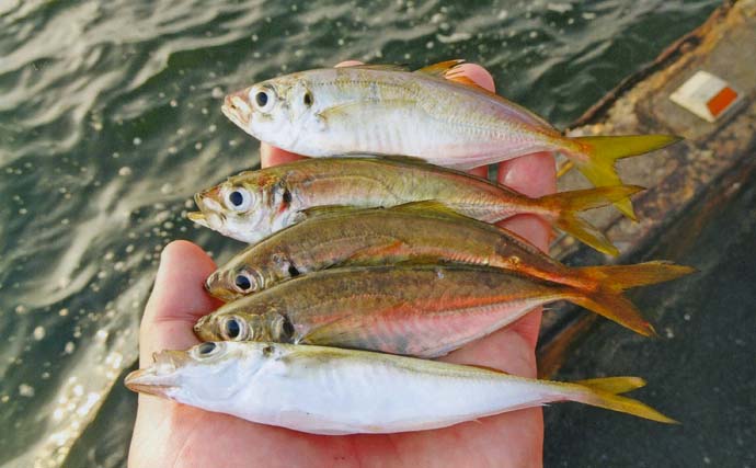 早朝の堤防サビキ釣りでアジ15匹【三重・四日市港】トリプルヒットも達成