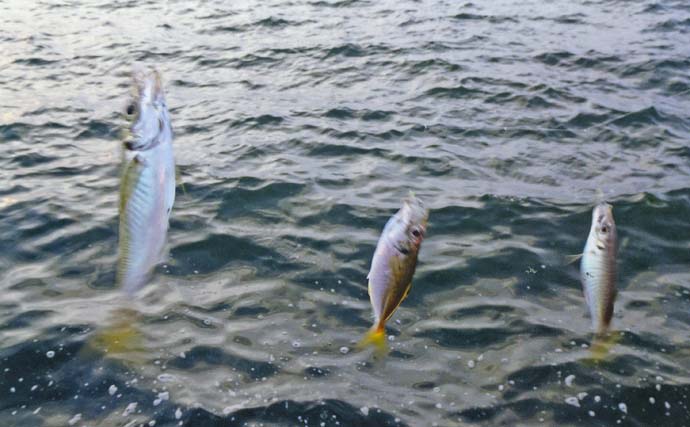 早朝の堤防サビキ釣りでアジ15匹【三重・四日市港】トリプルヒットも達成