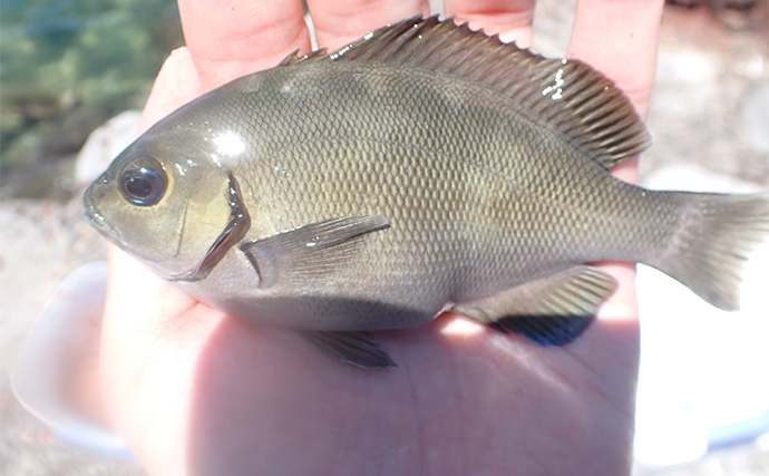 夏休み旅行先の釣りでオオモンハタ連発【静岡・沼津】五目釣り達成