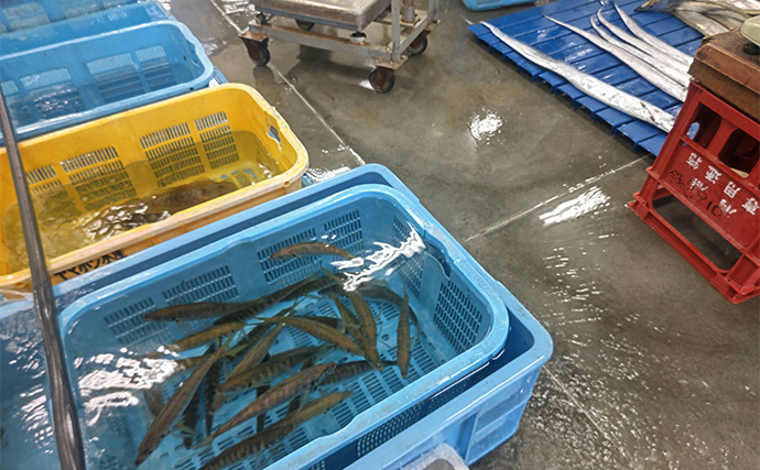 駿河湾でクラゲが大発生　釣りで引っかかってしまった時の対処法と注意点とは
