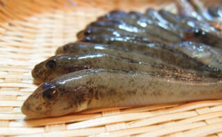 ハゼのおすすめレシピ10選 美味しい食べ方と下処理方法を紹介 | TSURINEWS