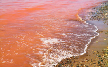 有明海で今年も赤潮が発生　毎年起こるのは「潮流の弱まり」が原因？