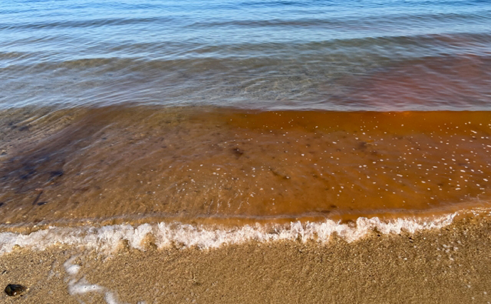 有明海で今年も赤潮が発生　毎年起こるのは「潮流の弱まり」が原因？