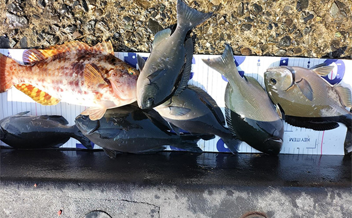 伊豆大島の堤防フカセ釣りでメジナやカンパチ手中【東京】大物ヒットで