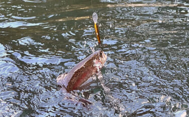 醒井（さめがい）養鱒場のルアー釣行でニジマス68匹【滋賀】高水温で低活性か