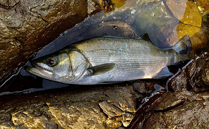 オススメ磯釣り場：大分・米水津（よのうづ）　魚種多彩で魚影も「超濃厚」