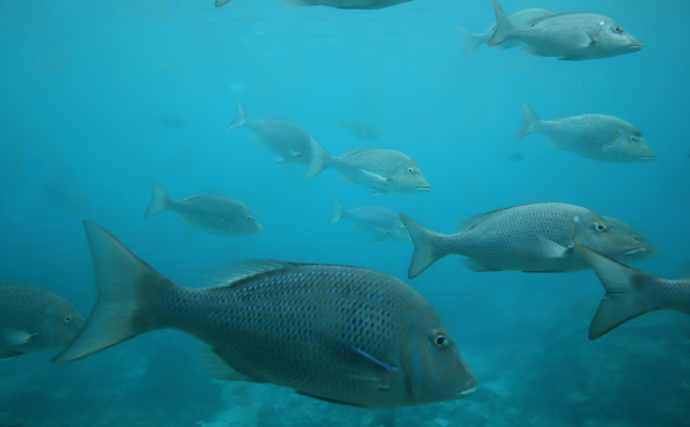 沖縄の高級魚「タマン」の稚魚放流が実施　本州でも今後メジャーな高級魚に？