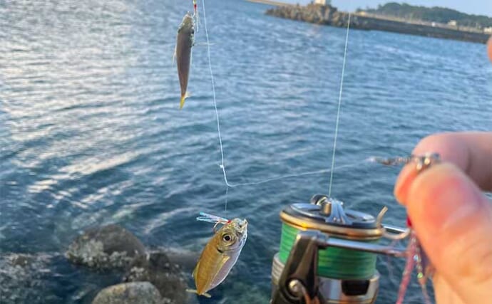 深日港でのジグサビキ釣行で豆アジ手中【大阪】ワームの穴釣りは不発