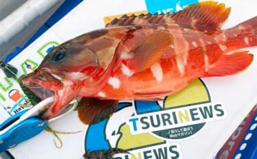 葉山沖でアカハタが絶好調　スイミング釣法の【タックル・リグ・釣り方】を紹介