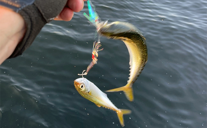 魚釣りのハリ（針）の装飾「ティンセル」「ハゲ皮」を解説 釣果アップに直結 | TSURINEWS - Part 2