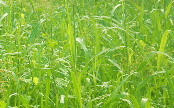 「アシの葉っぱ」をエサにして108cmソウギョが釣れた！【埼玉・元荒川】