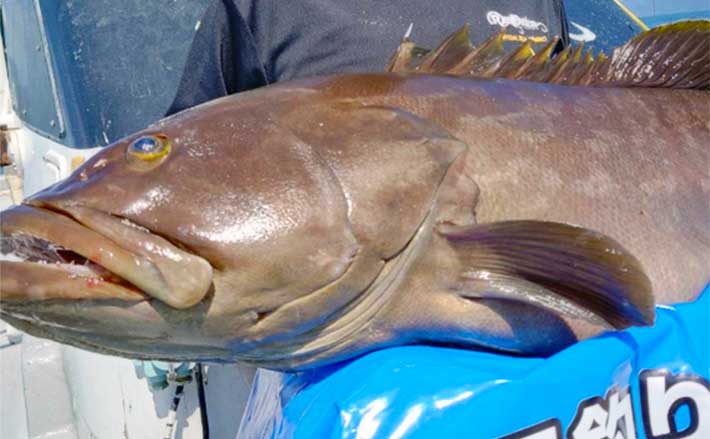 クエ、アラ 20230915sb0800.jpg